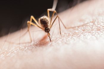 How to sleep with a mosquito in your room?