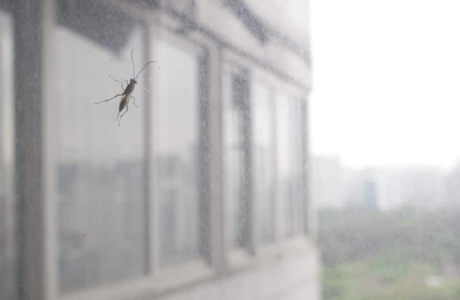 how-to-sleep-with-a-mosquito-in-your-room-get-rid-of-it-sleep